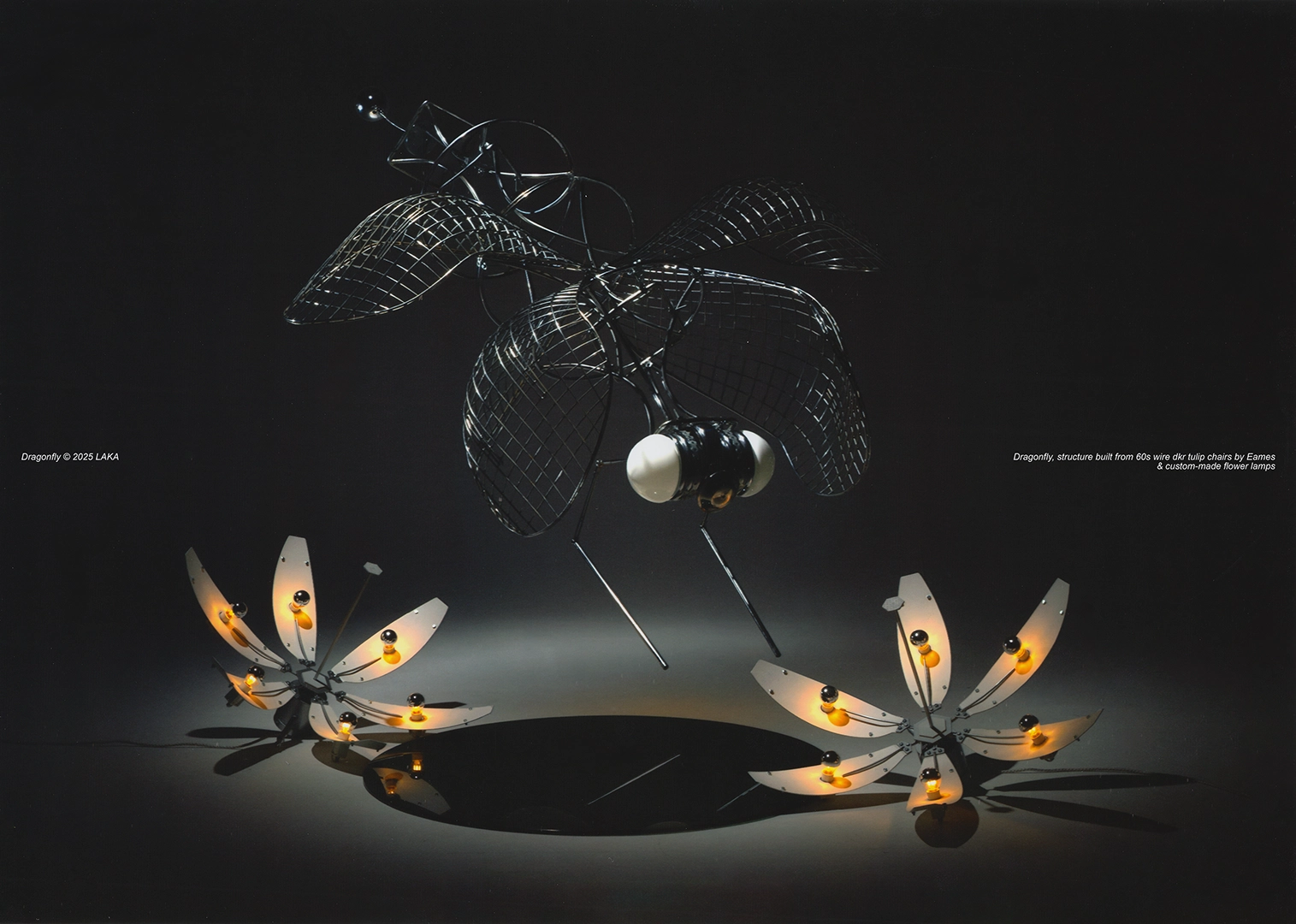 DRAGONFLY, 2025 - LAKA FAMILY